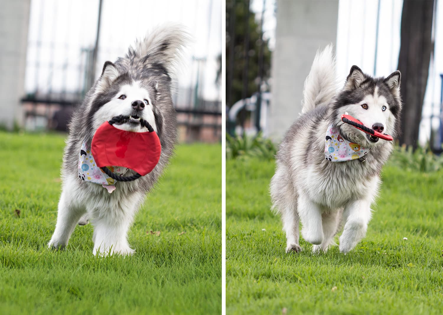 Frisby para Mascotas Hachiko 5