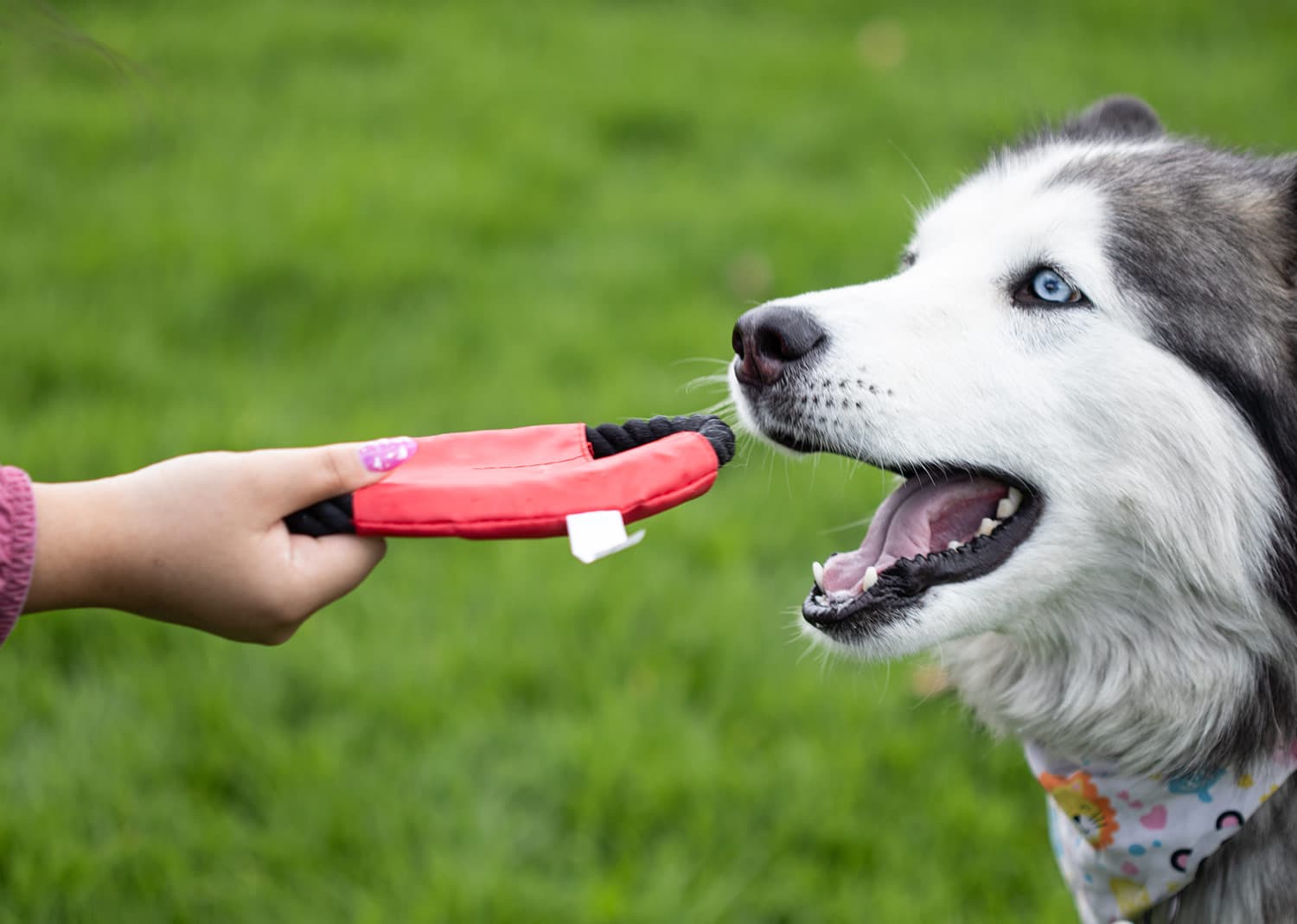 Frisby para Mascotas Hachiko 7