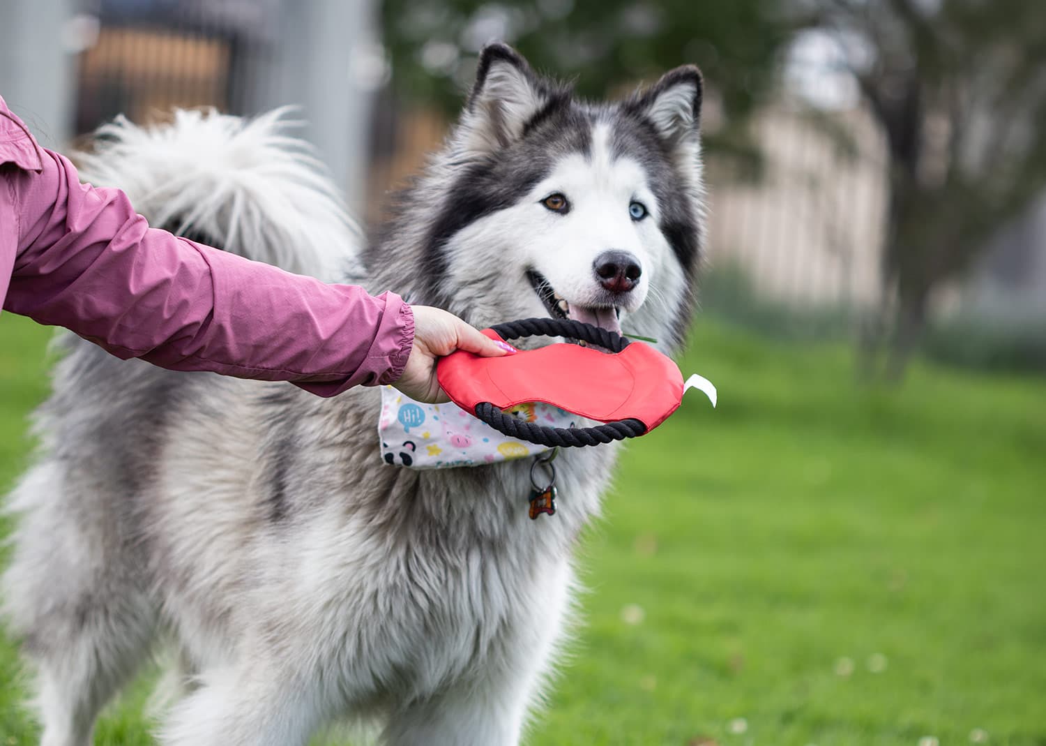 Frisby para Mascotas Hachiko 8