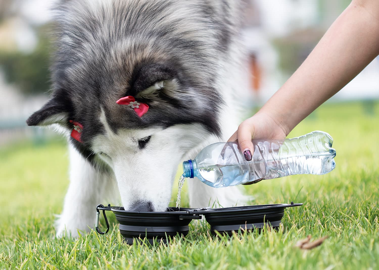 Bebedero para mascotas Scooby 5